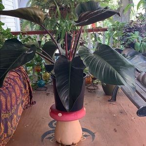 Meet your Posher, Crystal